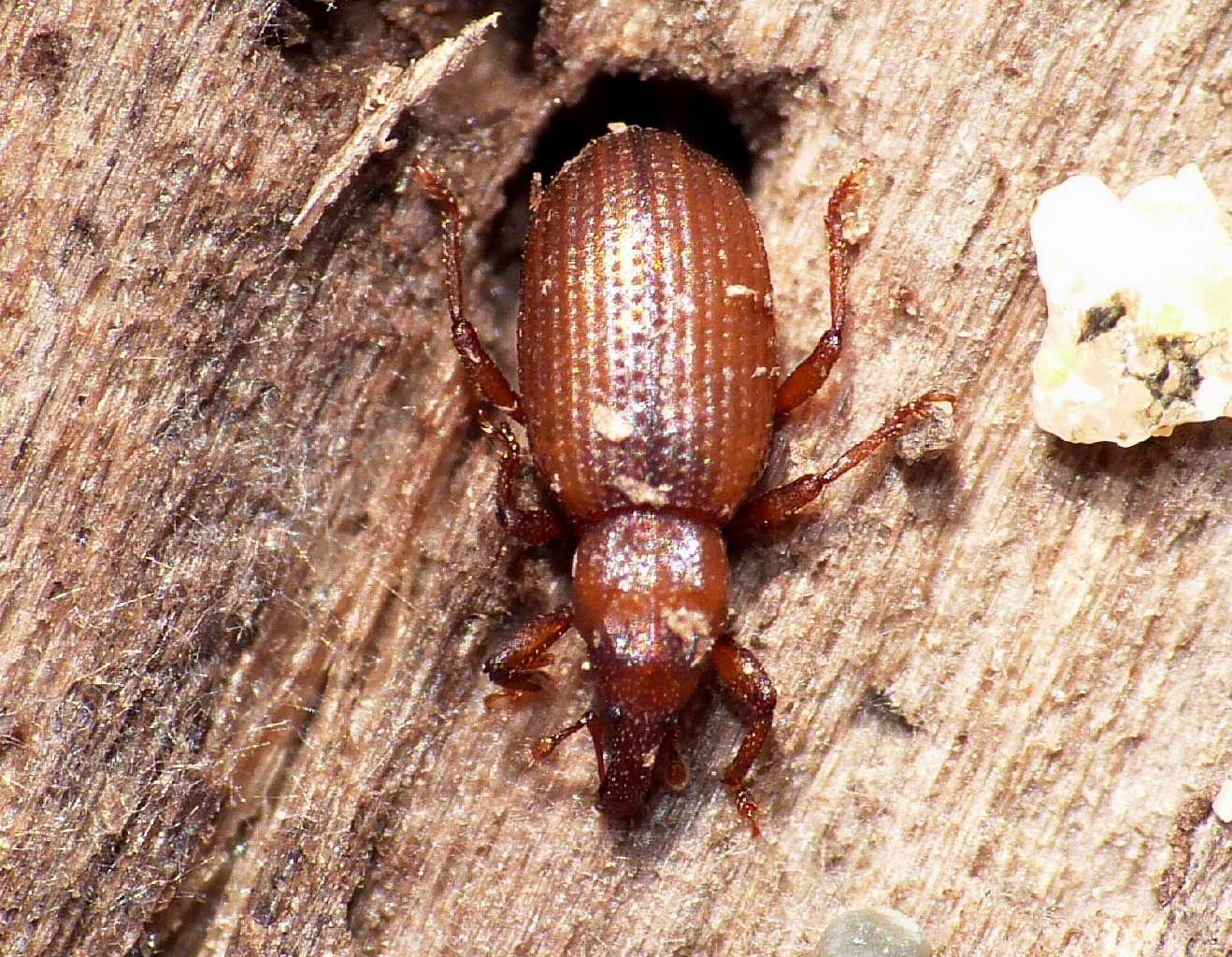 Piccolo Curculionidae di spiaggia - Styphloderes exsculptus